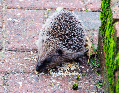 Hdedgehog