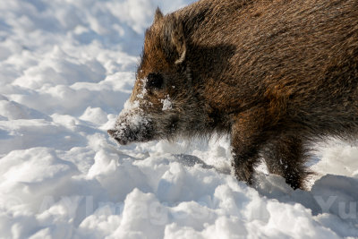 Pig in the snow