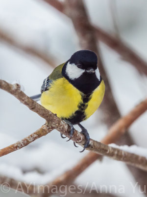 Talgoxe (Parus major)