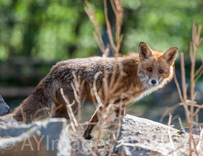 Red fox