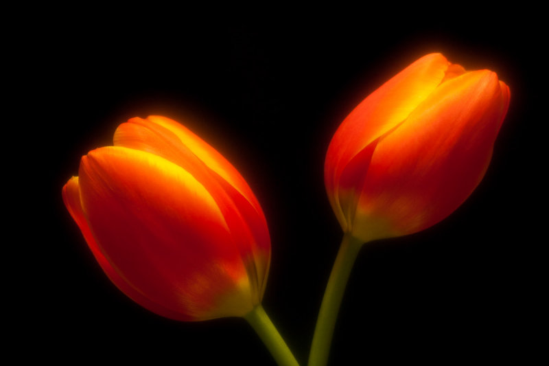 Tulips in Love