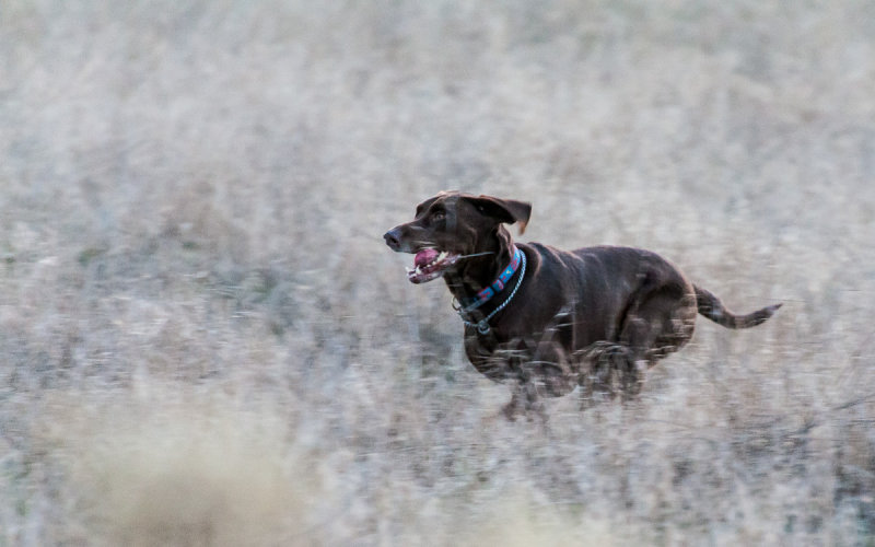 Alpo Dog