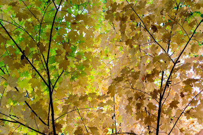 Fall Leaves 1.jpg