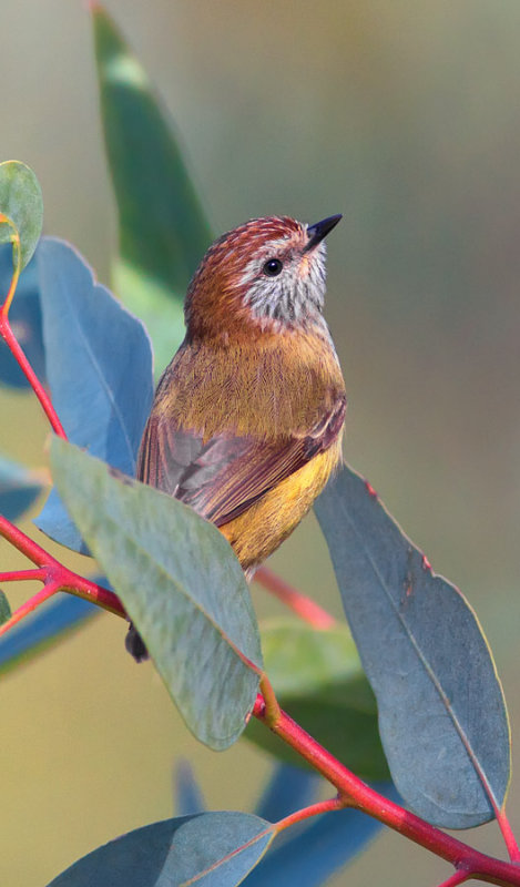 Striated Thornbill