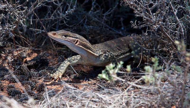 Goanna