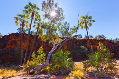 Palm Valley