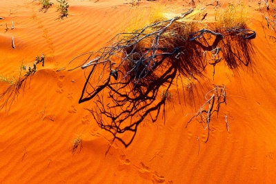 Tracks in the Sand