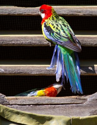 Eastern Rosella by the Tail Feather!
