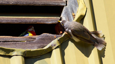 Curiosity
