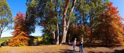 Mt Lofty Botanical Gardens