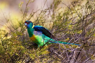 Yellow Ringnecked Parrot