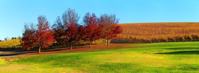 Shaw and Smith Winery, Adelaide Hills