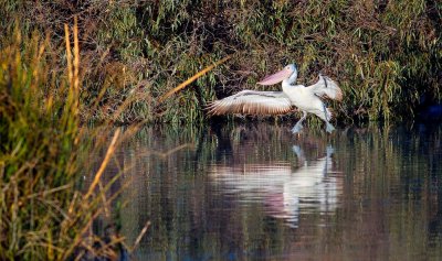 Theile Reserve