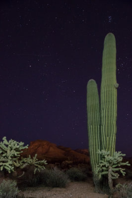 Shooting Star Pleiades Saguaro Cholla