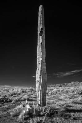 Desert Totem