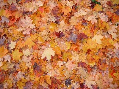 leaves.jpg