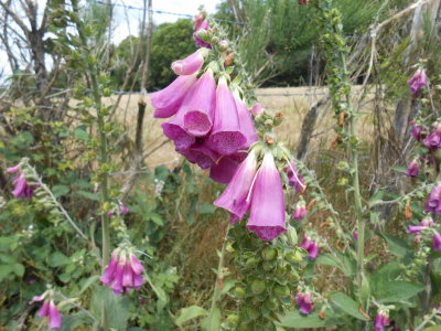  Foxglove or Digitalis