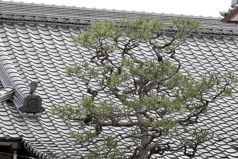 051_Kyoto_F66F5076.JPG