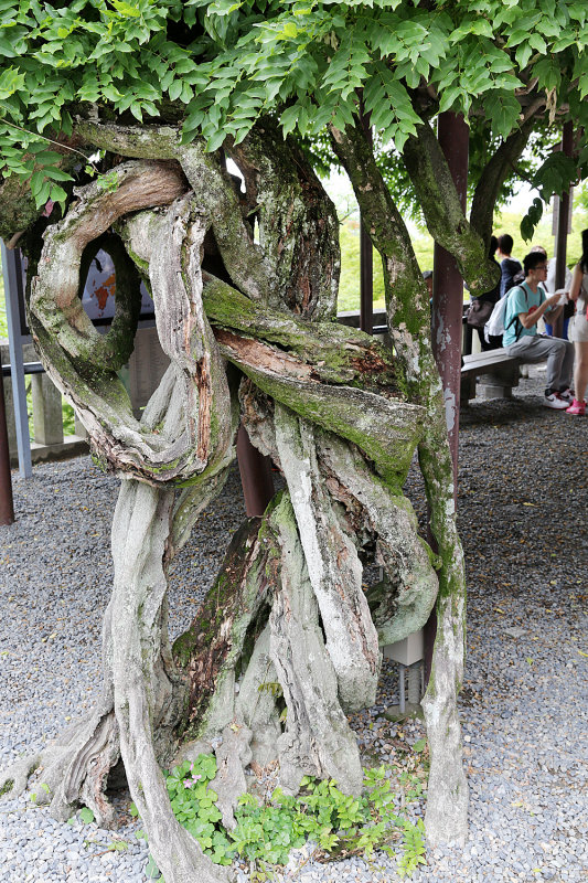 109_Kyoto_Q20C4205.JPG