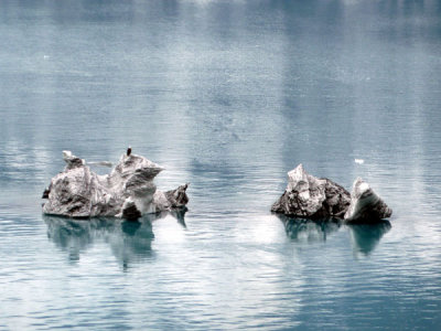 An Eagle on an Iceberg