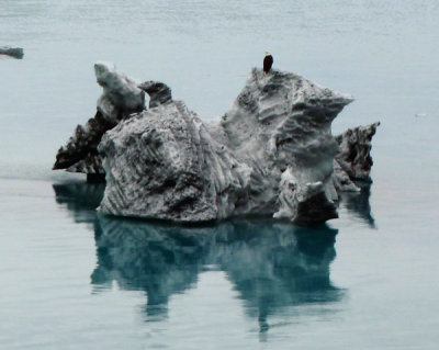 An Eagle on an Iceberg