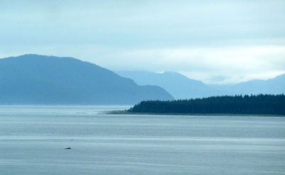 Whale in the distance