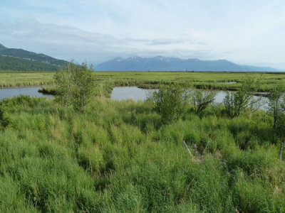 P1650590.jpg
