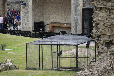 The Raven cage. Legend has it that if the ravens leave the Tower, the Monarchy will fall