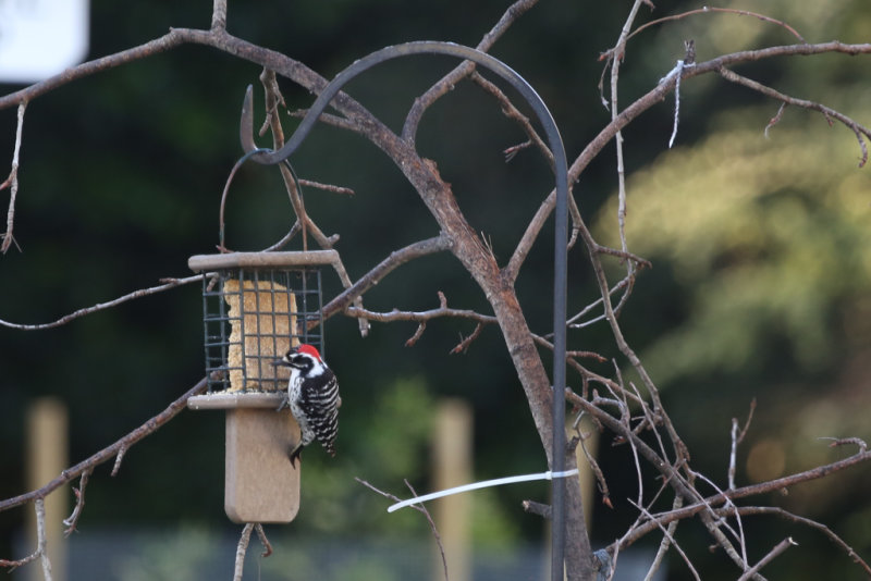 Nuttalls Woodpecker (before the birdathon started)