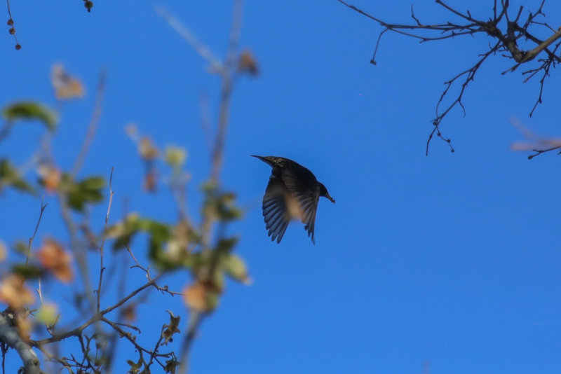 European Starling in flight