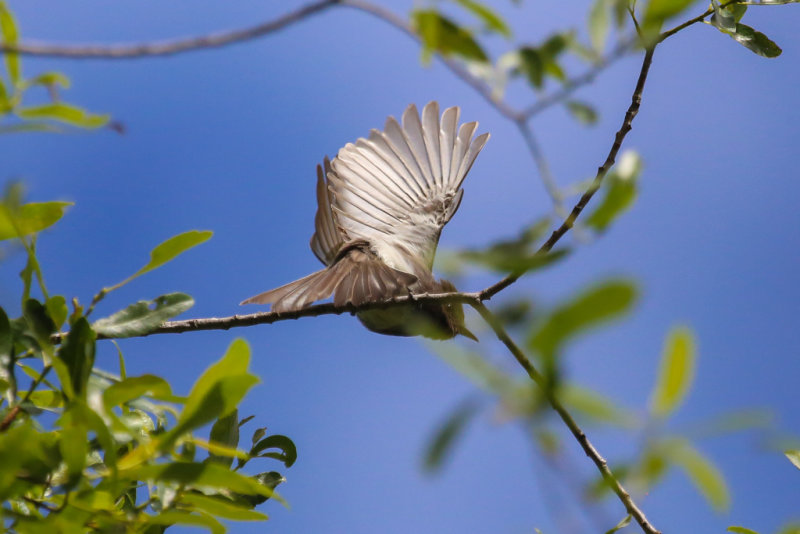 Black Phoebe