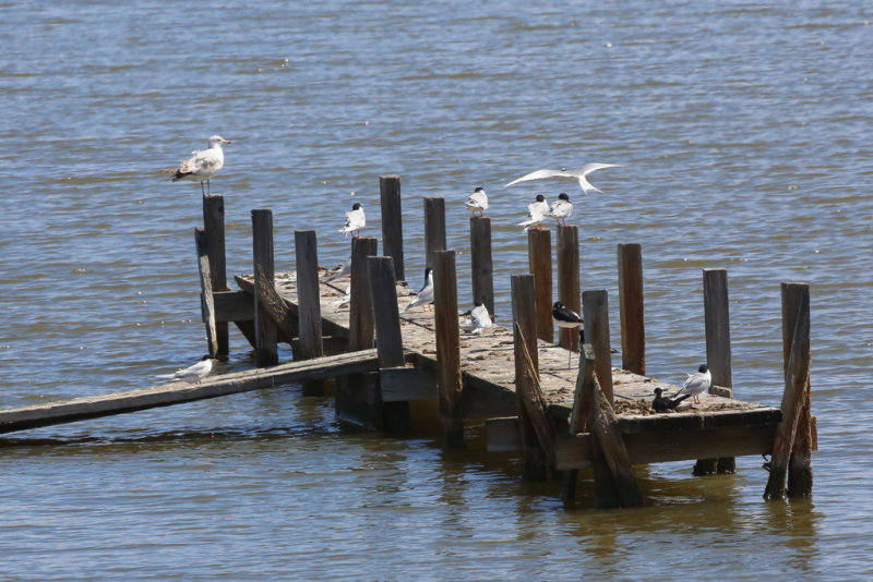 Forsters Tern, stilt and gull
