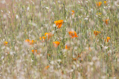 California Poppies (Eschscholzia californica) in grasses