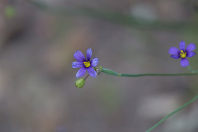 Blue-eyed Grass with insect larva