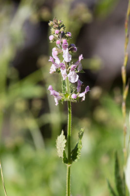 Bugle Hedgenettle (Stachys aujgoides)