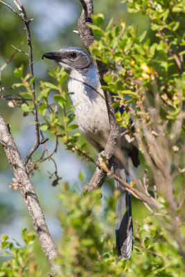 Western Scrub-Jay with insect in mouth