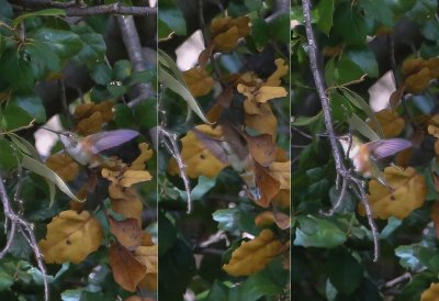 Snapshots of a selasphorus hummingbird (probably Allen's Hummingbird)
