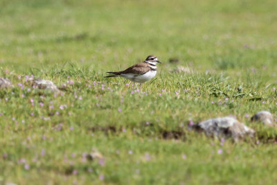 Killdeer