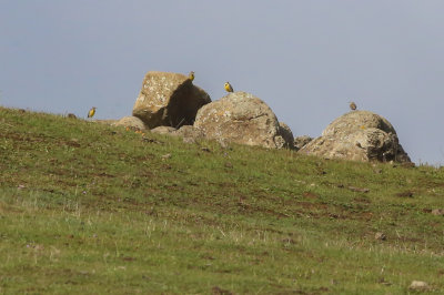 Meadowlarks on the rocks