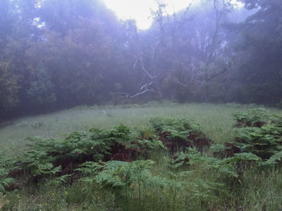 Fog and Bracken Fern
