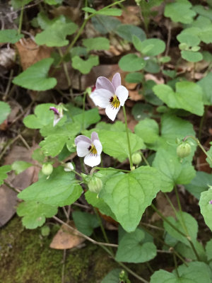 Violets