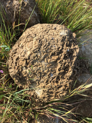 Fossils in the ridge top rocks