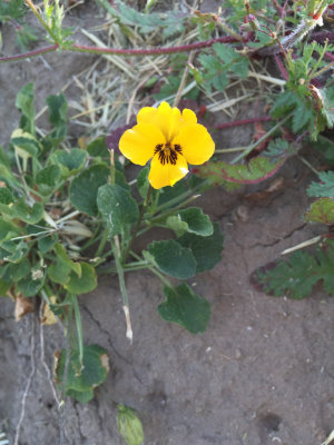 Yellow Violet