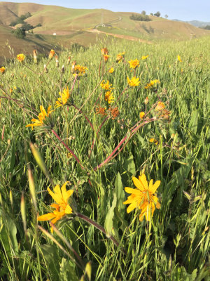 Mule Ears