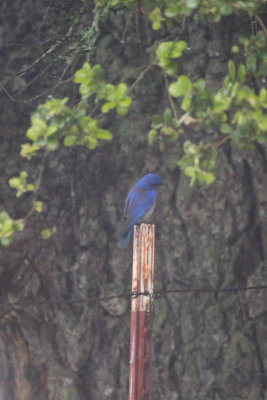 Western Bluebird - First bird photograph of the day