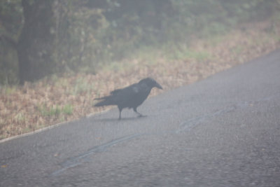 Common Raven on the road
