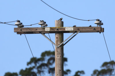 Acorn Woodpeckers on a power pole