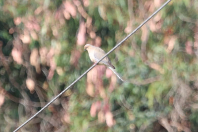 Mourning Dove