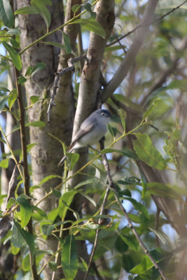 Blue-gray Gnatcatcher