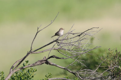 House Wren